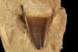 Mosasaur (Prognathodon) Tooth In Rock - Nice Tooth #91356-1